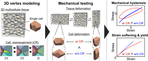 MechgenLab's tweet image. New paper, "Strain softening and hysteresis arising from 3D multicellular dynamics during long-term large deformation," is now published in "J Mech Behav Biomed Mater." Fantastic collaboration with K Tsubota, S Horikoshi, @HiraiwaTetsuya.
sciencedirect.com/science/articl…