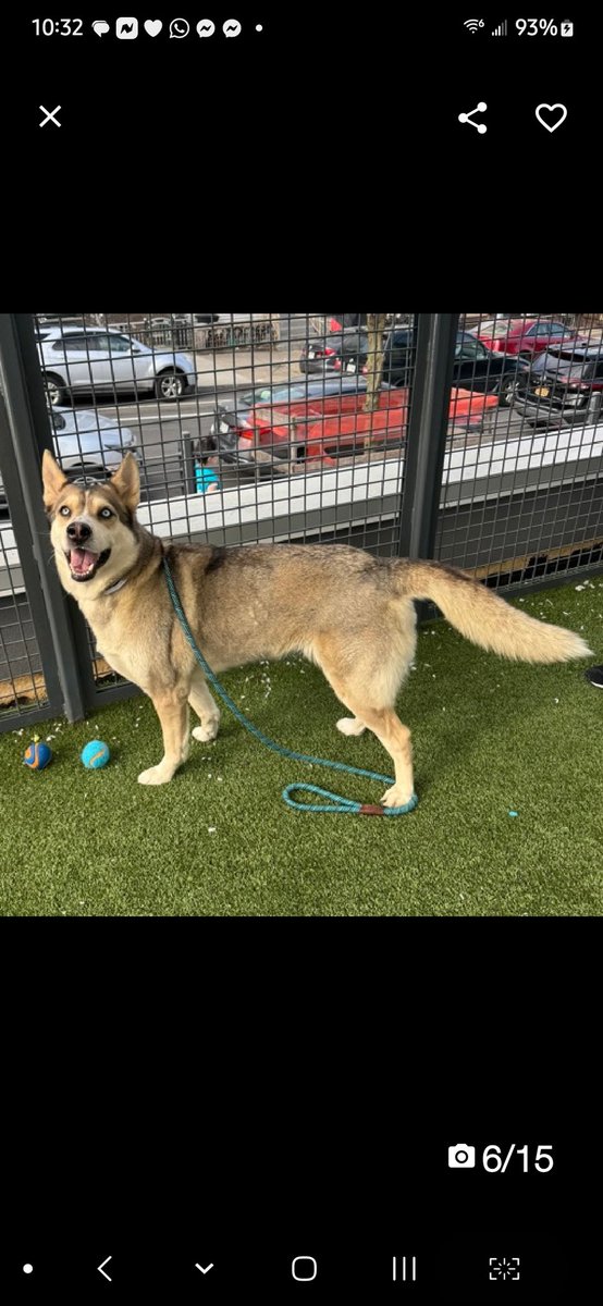 Julie🌻🐾 (@myboxerluvmac1) on Twitter photo 💔Anita Luna💔
#NYCACC #223033 4y
▪️Priority Placement
▪️ 🚑 Urgent MD! 🚑 
Precious sweetie's💔, family unable 2 care 4 her when needs them most!
Needs ortho Surgery 4 dislodged plate screw L hind leg.
Beautiful girl's scared, grieving.
Deserves  loving, N.East #Foster 4 MD, 2 💔Anita Luna💔
#NYCACC #223033 4y
▪️Priority Placement
▪️ 🚑 Urgent MD! 🚑 
Precious sweetie's💔, family unable 2 care 4 her when needs them most!
Needs ortho Surgery 4 dislodged plate screw L hind leg.
Beautiful girl's scared, grieving.
Deserves  loving, N.East #Foster 4 MD, 2