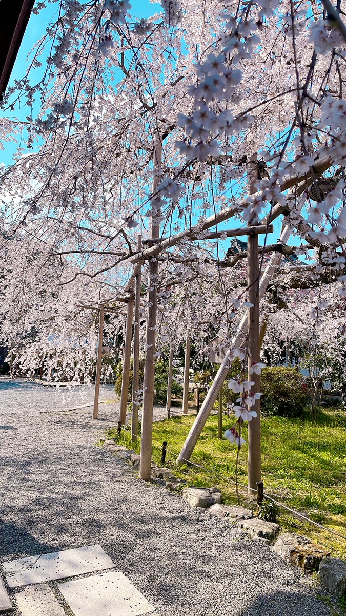 「今日見てきた桜 毘沙門堂のしだれ桜立派だった… 」|あずきんのイラスト