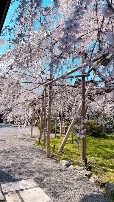 今日見てきた桜 毘沙門堂のしだれ桜立派だった… 
