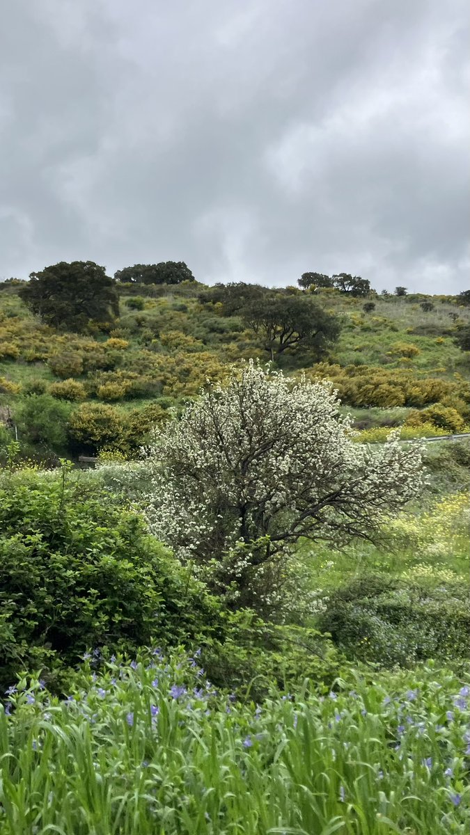 PrevotCecile's tweet image. Primavera in Sardegna #Sardegna #Sardaigne #SantuLussurggiu