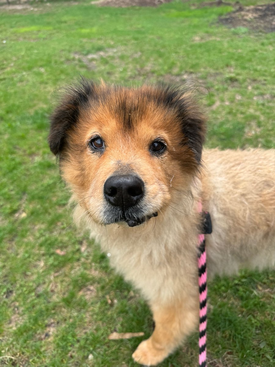 PSPCA's tweet photo. Sheba is 14 years old. Now living in the shelter, she is confused, but still has so much love to give. This sweet girl deserves a home in her golden years. Please come meet her today. https://t.co/W3PjggbOtz