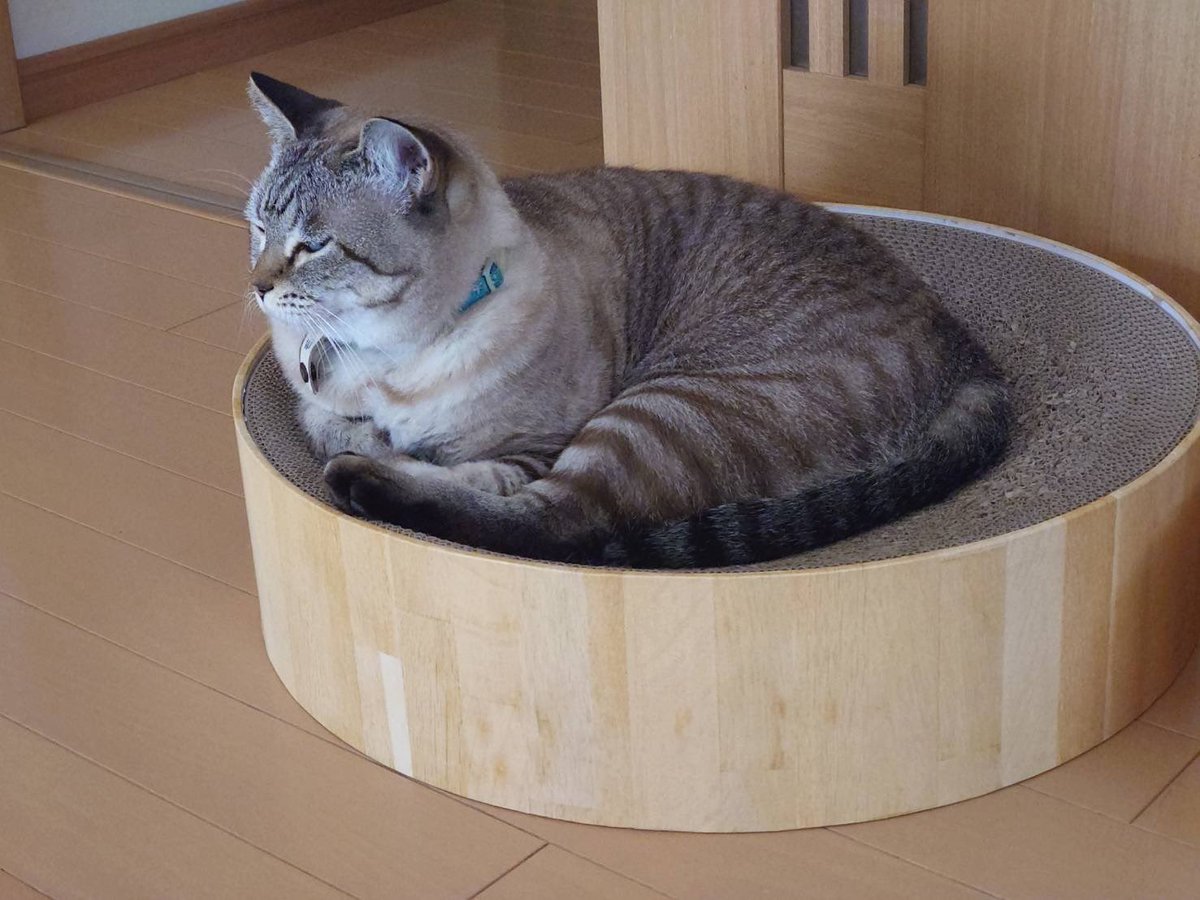 5YL4JwgjXW81781's tweet image. 拡散お願いします😿滋賀県草津市東矢倉付近で1/27から猫がいなくなり、2ヶ月が過ぎました💦お世話になっている方の猫ちゃんです。捜索範囲を変えてみましたが見つからず。何か情報があればよろしくお願いいたします🙏
#猫を探しています
#草津市
#滋賀県
#東矢倉
#迷い猫
#猫好き
#馬池自治会館
