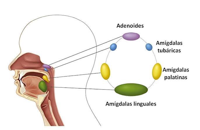 Med4Dummiess_'s tweet photo. REPASO SEMANAL ✨
ANILLO de WALDEYER 😨
1️⃣ Amígadalas faringeos o adenoides.
2️⃣ Amígdalas tubaricas.
3️⃣ Amígadalas palatinas.
4️⃣ Amígdalas linguales.
5️⃣ Tejido linfoide difuso.
Es un órgano linfático!
#ENARM
#ENARM25 https://t.co/HcZ9FgejRy