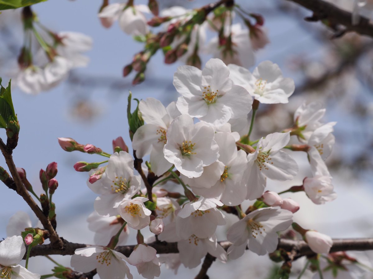 koro0914's tweet photo. #さくら
#omsystem
#om_1
M.ZUIKO DIGITAL ED 40-150mm F2.8 PRO https://t.co/50j7z4ddMK