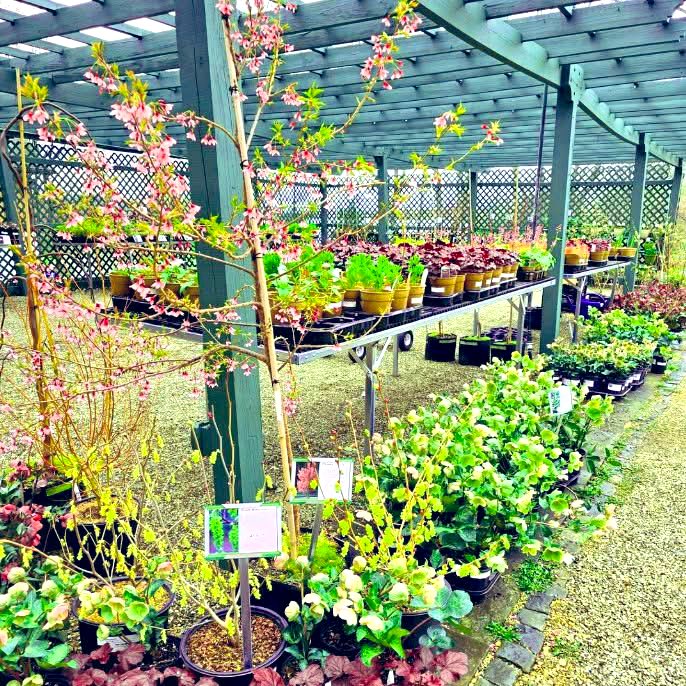 tomgabor's tweet photo. Shout out to the new Whitehall Farm Gardens in Worcester Township, Montgomery County. 

We will most certainly be back as they expand their offerings to vegetables and herbs. 

1698 Whitehall Road, Norristown, PA 19403

Friday, Saturday, and Sunday 10-3

@whitehallfarmgardens https://t.co/nGGQvBtWHk
