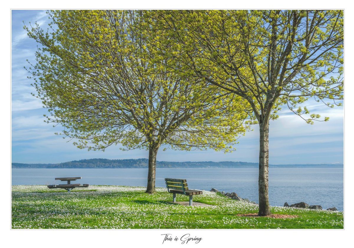 This is Spring 2025
A gentle breeze dances through the air on this perfect spring day. Tacoma, WA.

All rights reserved © Louis Ruth Photography 2025
#louisruthphotography #autumn2025 #AutumnVibes #spring2025 #yellow #green #outdoors #photography #Tacoma #pointruston #Flowers