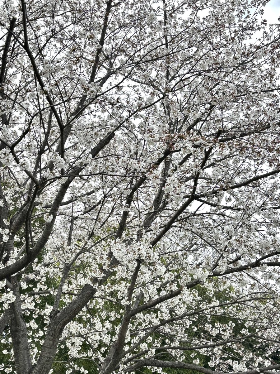 usako0219's tweet photo. 暖かくなってきましたね
今日は娘とお花見へ🌸

お互いに好きなアニメのバッチを新しいかばんに付けて、推しのぬいぐるみを持って一日中歩いてきました✨

娘はもうぐっすりです🥰

娘とお出掛けするようになったら体重も減ってくるようになりました✨

娘とも良い関係を続けていきたいな https://t.co/kPSZOm4fbP