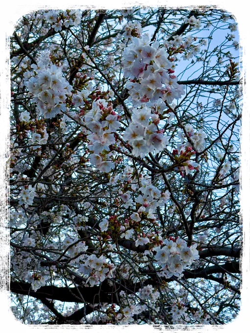 100均巡りとじゃがりこ探しつつ桜も見て来た しか見つからなかったけど明日くらいから店頭で見かけられるのかなとそうであってくれ…