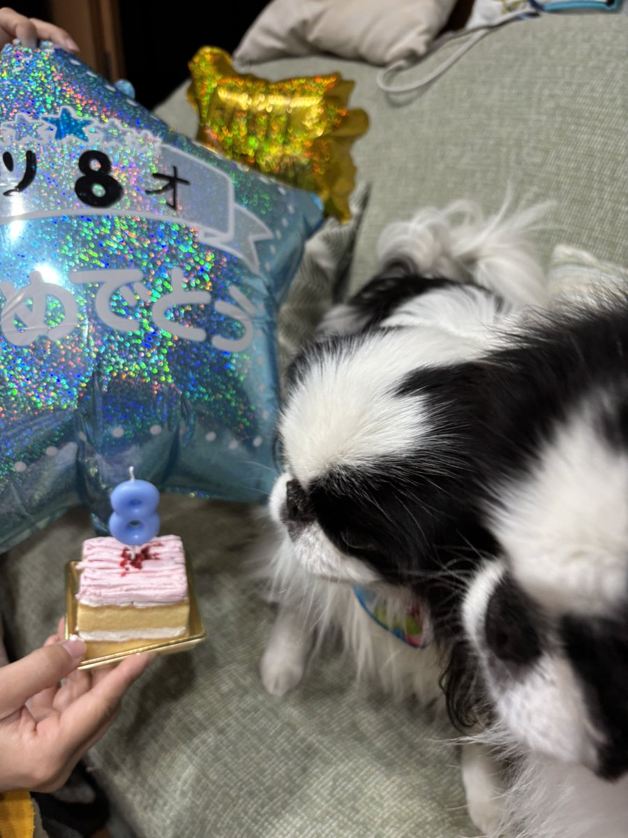 15to5syuin's tweet photo. ムツくん8歳の誕生日です！
ちょっぴりグシャってしまったケーキですが、もちろんこの後ペロリです😋 https://t.co/whyZGz9DM4