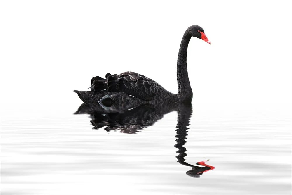 kripto_grafik's tweet photo. Black Swan Event yani Siyah Kuğu Olayı ile ilgili bir video hazırlıyorum. Küresel bir ekonomik krizin gelip gelmediğini ele alacağız.
Videoyu Pazartesi günü piyasa açılışı gerçekleşmeden yayınlayacağım. https://t.co/czQy932Gg8