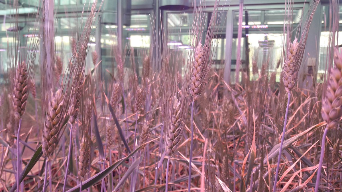 🌾Advancing durum wheat breeding for resilience &amp; productivity! . #Syria #Aleppo #DurumWheatprogram #AgricultureTech. 
Super grateful for the invaluable support of <a href="/fillobax/">Filippo Bassi</a> &amp; <a href="/samir_alahmad/">Samir Alahmad</a> your contributions make all the difference! 💡