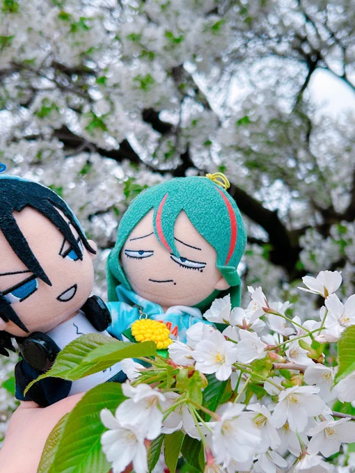 思ってたより全然降らなかったから、はさ御苑でもお花見出来た 
