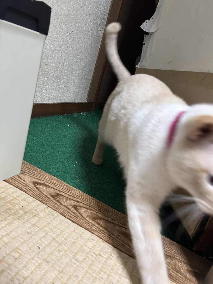 Na6401Watanabe's tweet photo. 今日の晩ご飯😋🎵

食べようとしたら敵が侵入😱💦

攻防戦の末、無事にパパの胃袋に入りました😋✌️🎵✨ https://t.co/FAA5HXeQxZ