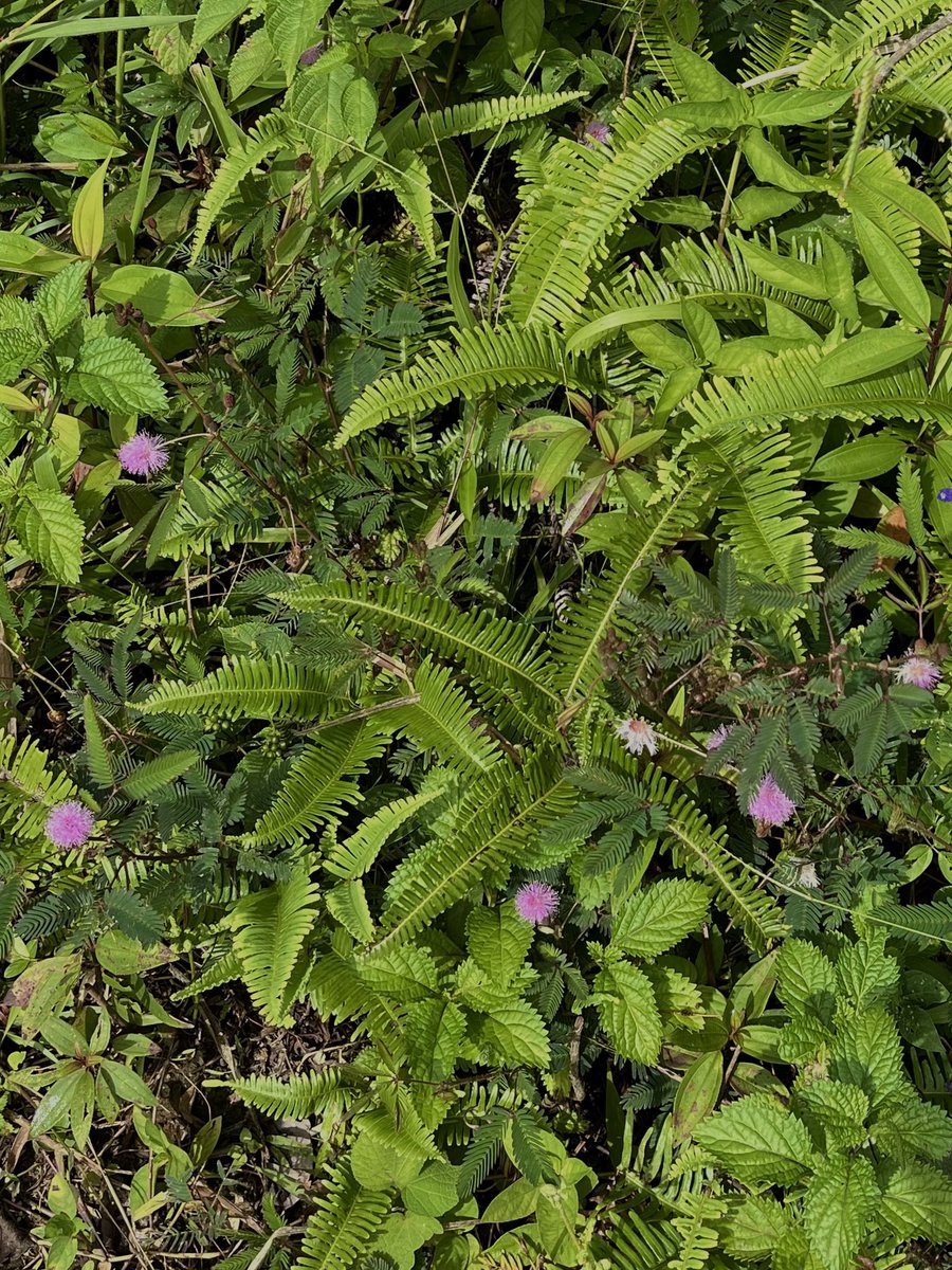 candyacn's tweet photo. wild plants. https://t.co/iJLu7ZrDBq
