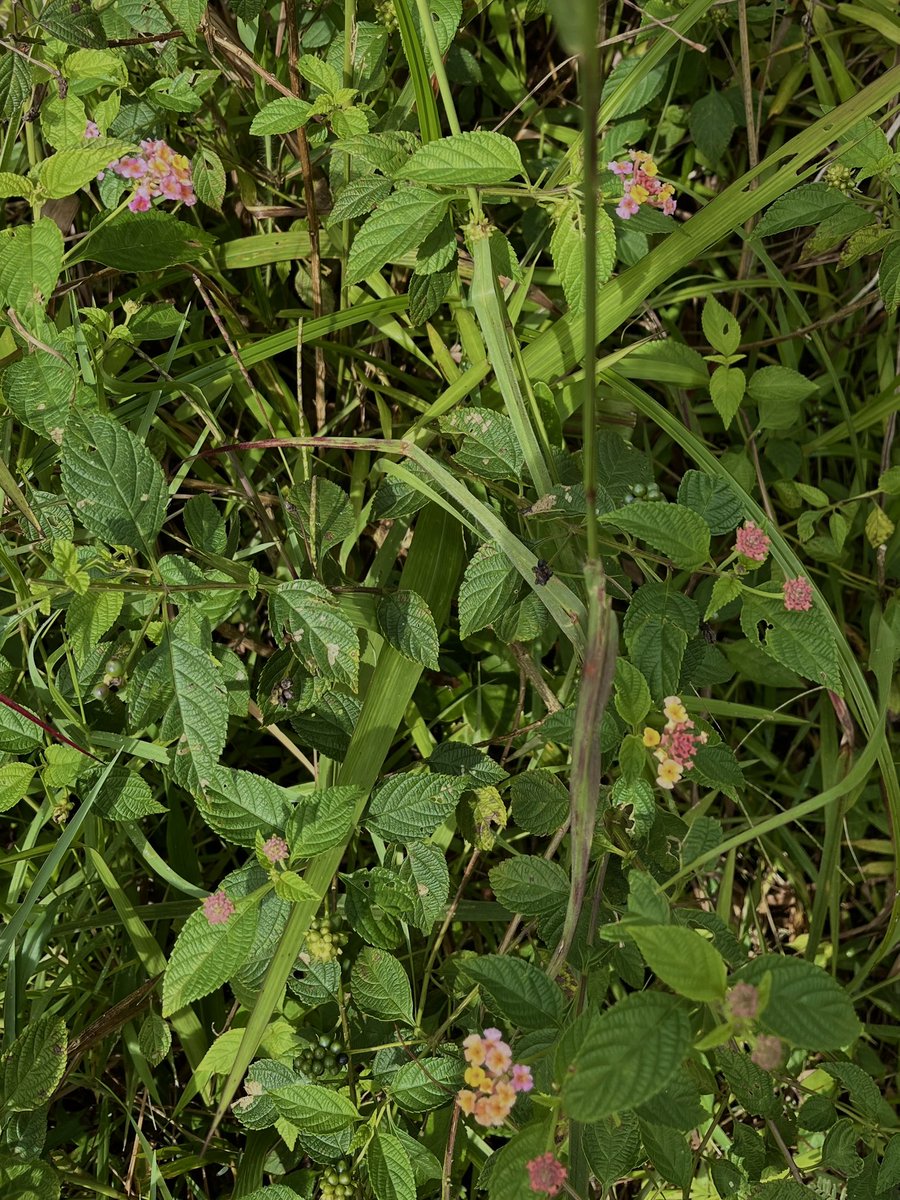 candyacn's tweet photo. wild plants. https://t.co/iJLu7ZrDBq