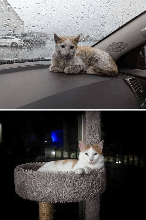 Gatos... 🐱

🧵 HILO:

1. El amor lo cambia todo.