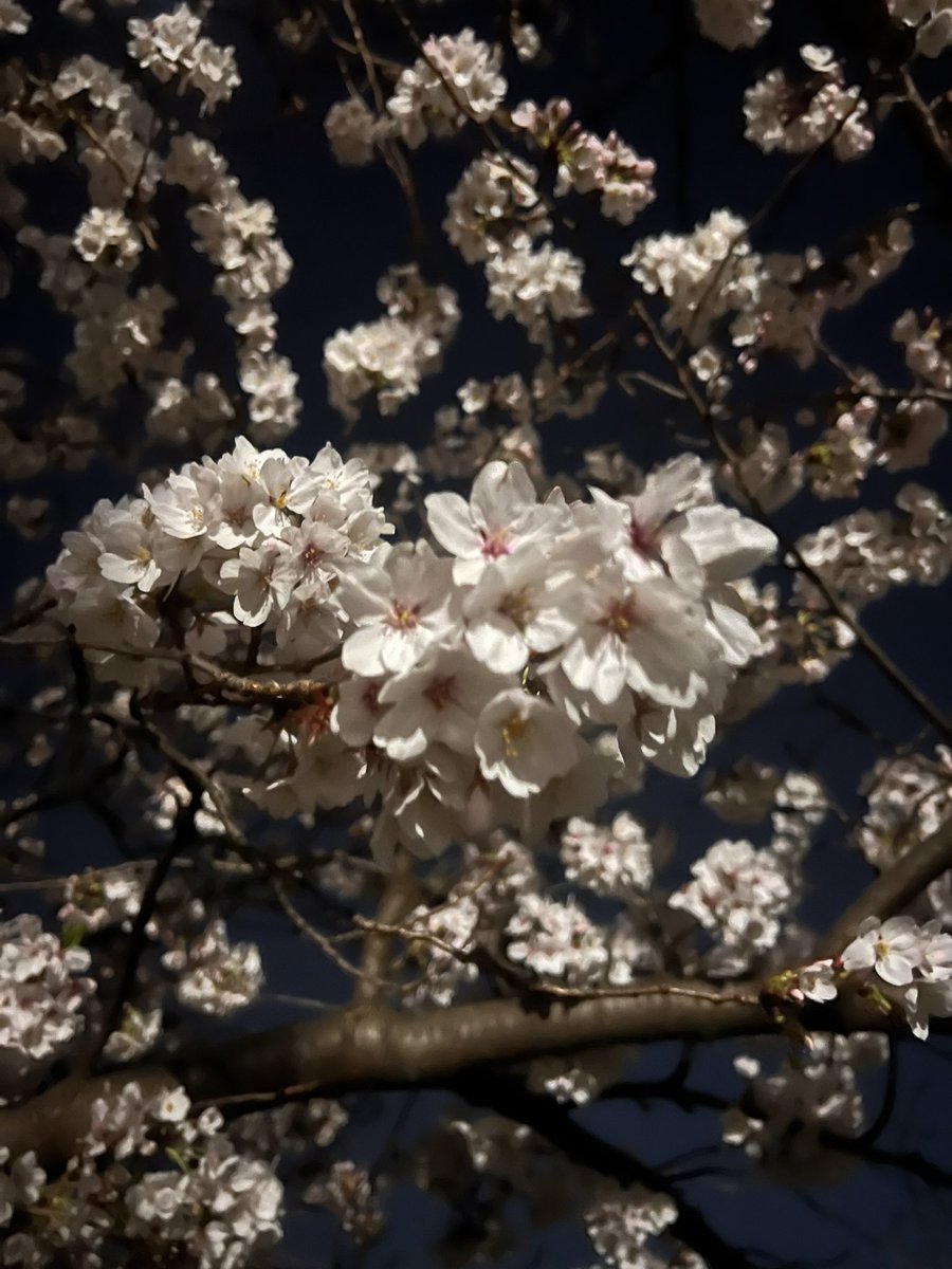 🌸🌙

#Msプロジェクト
#池田理愛
#役者
#俳優
#女優
#桜
#夜桜
#花見
#벚꽃
#벚꽃놀이
#photography