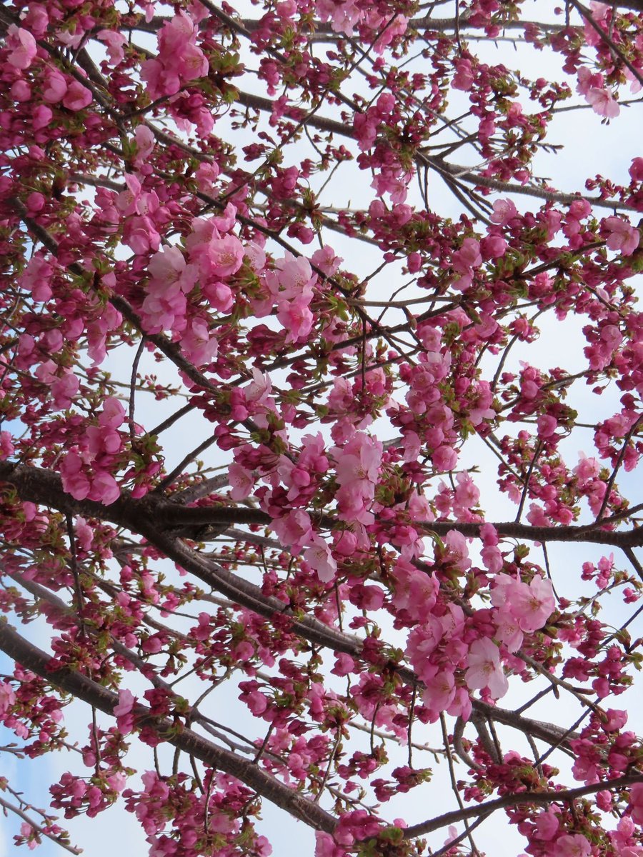 YklO2emgkgQFewY's tweet photo. 桜とか https://t.co/d7AR6AYBMp