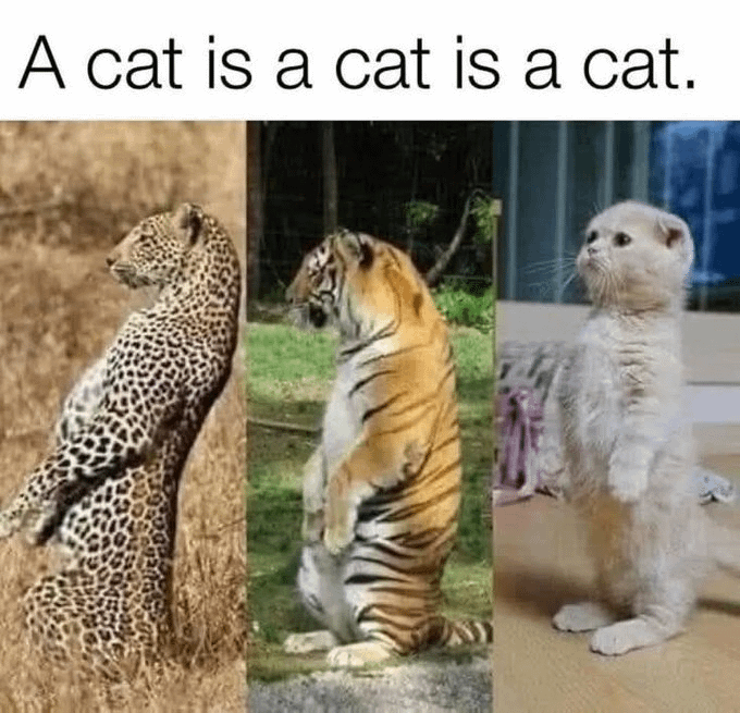 lia_viral's tweet photo. 10. Un gato es un gato sin importar el tamaño... https://t.co/Af6yqEwjoU