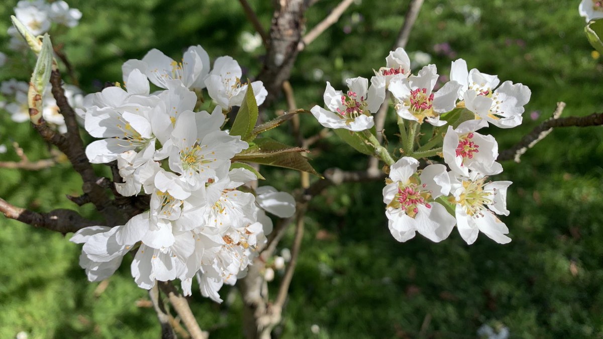 Un petit quizz… j’ai mon cerisier qui tombe sur mon poirier.

Saurez-vous identifier les bourgeons de cerisiers vs poiriers ?

#printemps #vexinfrancais