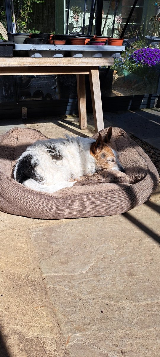 bosworth_alison's tweet photo. 🫶 Sundays 🫶

#JackRussellTerrier 
#Crochet 
#Greenhouse
#MeAndMyShaddow
#BestPal https://t.co/EVQF1uPp1f