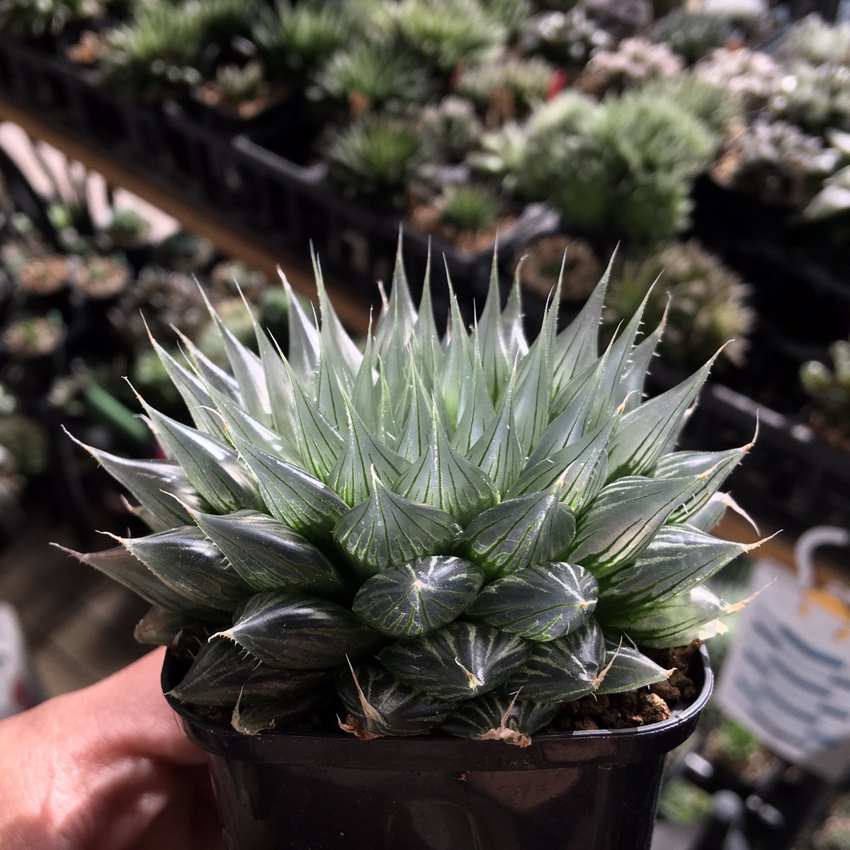 crystalplants23's tweet photo. Haworthia aquea n.n., DMC s.n., hill, 10 km N of Waterdown Dam
鋸歯が無いのが好き
うちの1番目と3番目
3番目にもう無理って呼ばれた気がしたから整理して植え替えた✌️
#aquea #Haworthia #ハオルチア #アクエア https://t.co/XmSd7Wey92