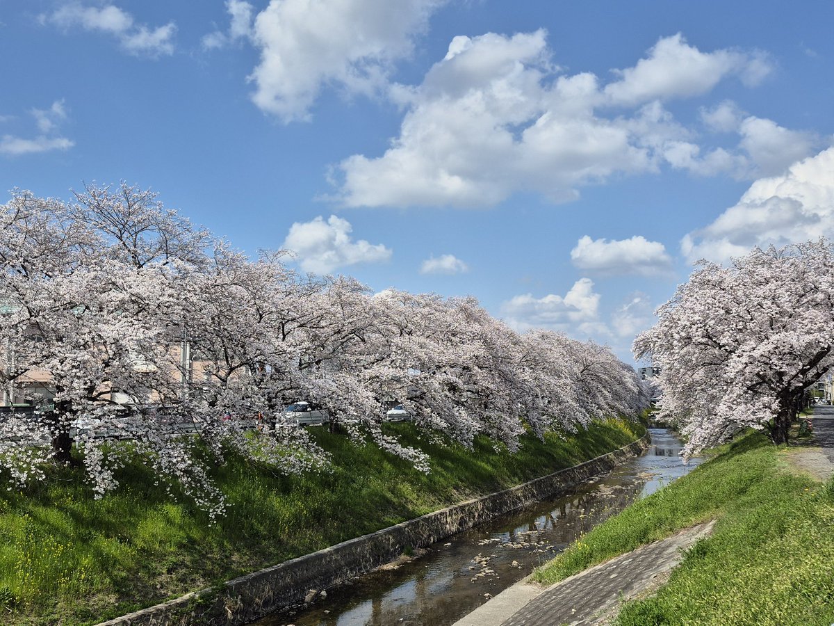 charinker's tweet photo. 今日は、京田辺観音寺の菜の花～TOJのKOM逆回り～富雄川～佐保川～平城宮跡～木津川と75kmのお花見満開ライドでした。

帰ってからは花粉と黄砂？のせいか、鼻水が1ガロン位止まりません…💦

やっぱりこの季節、eBikeでも自転車最高です！ https://t.co/3KJYIKFJ0c
