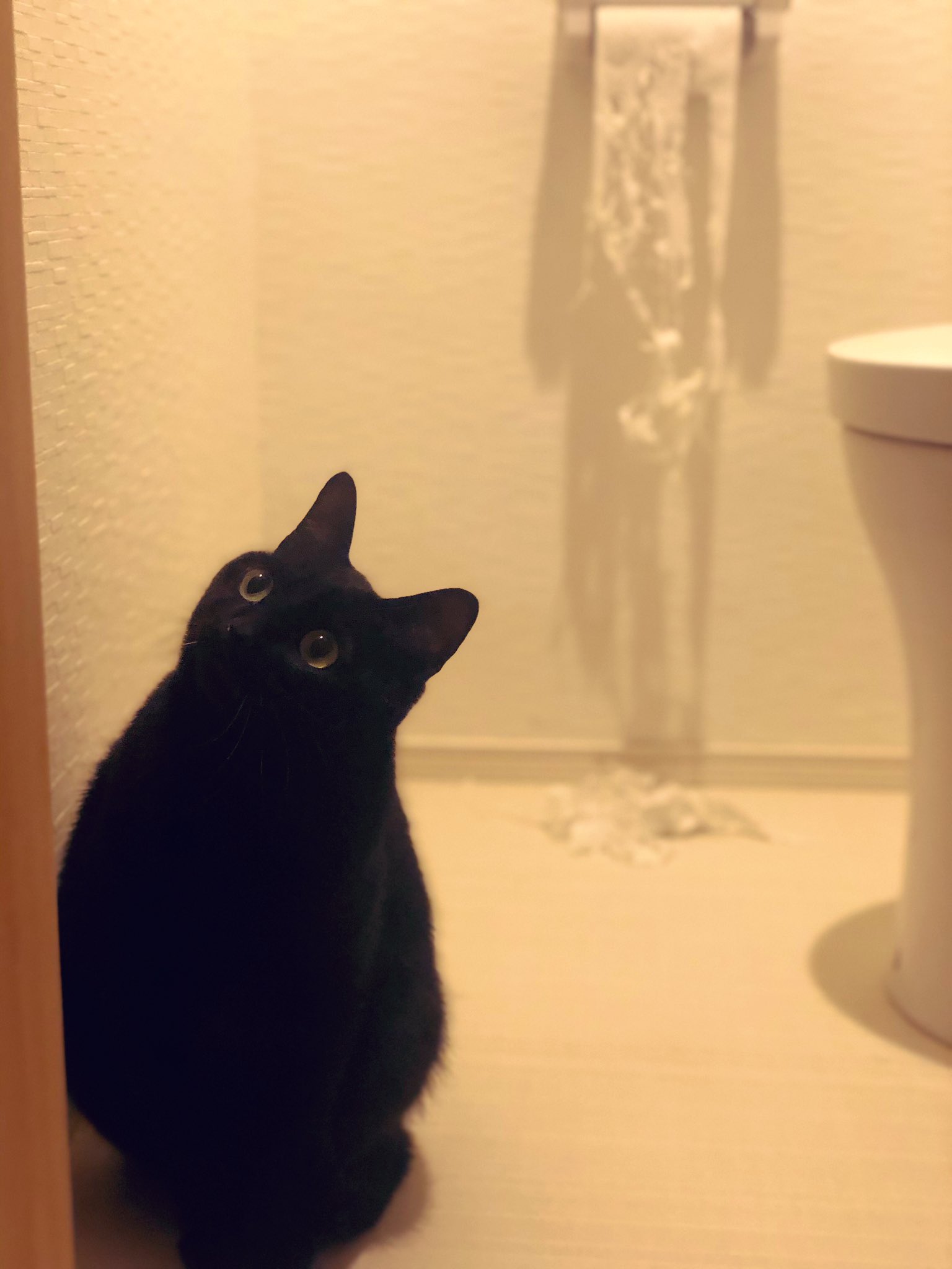 靴下にゃんこ 日本製 猫ネコ ロールあぶらとり紙 うるさく 黒猫