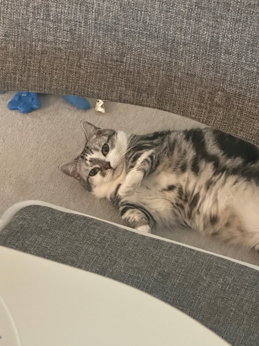 Just ... look at him .... There's not even  single thought behind those eyes ....