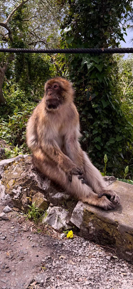 How I feel today on the day after a run, walk, hike and another run 🏃😮‍💨 #Gibraltar