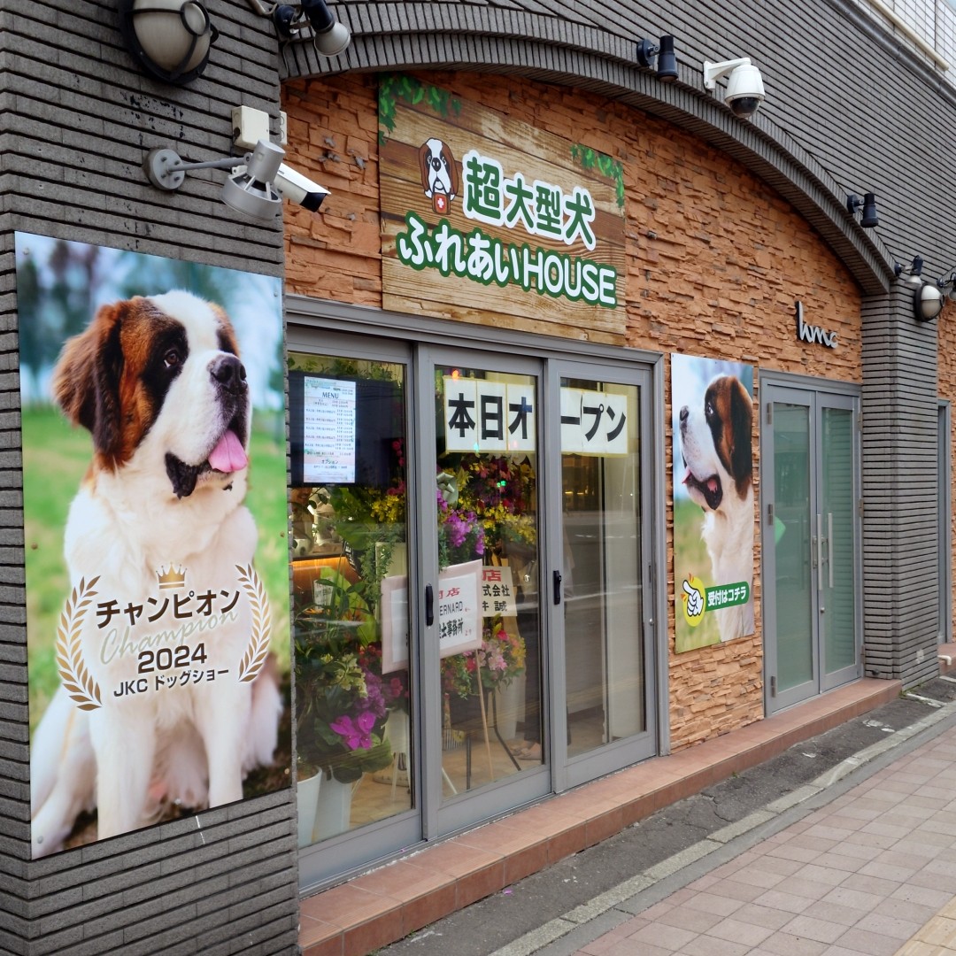 特大　セントバーナード　WARABE 激レア　レトロ セントバーナードってどんな犬？歴史・性格・飼い方について | わんこラボ®