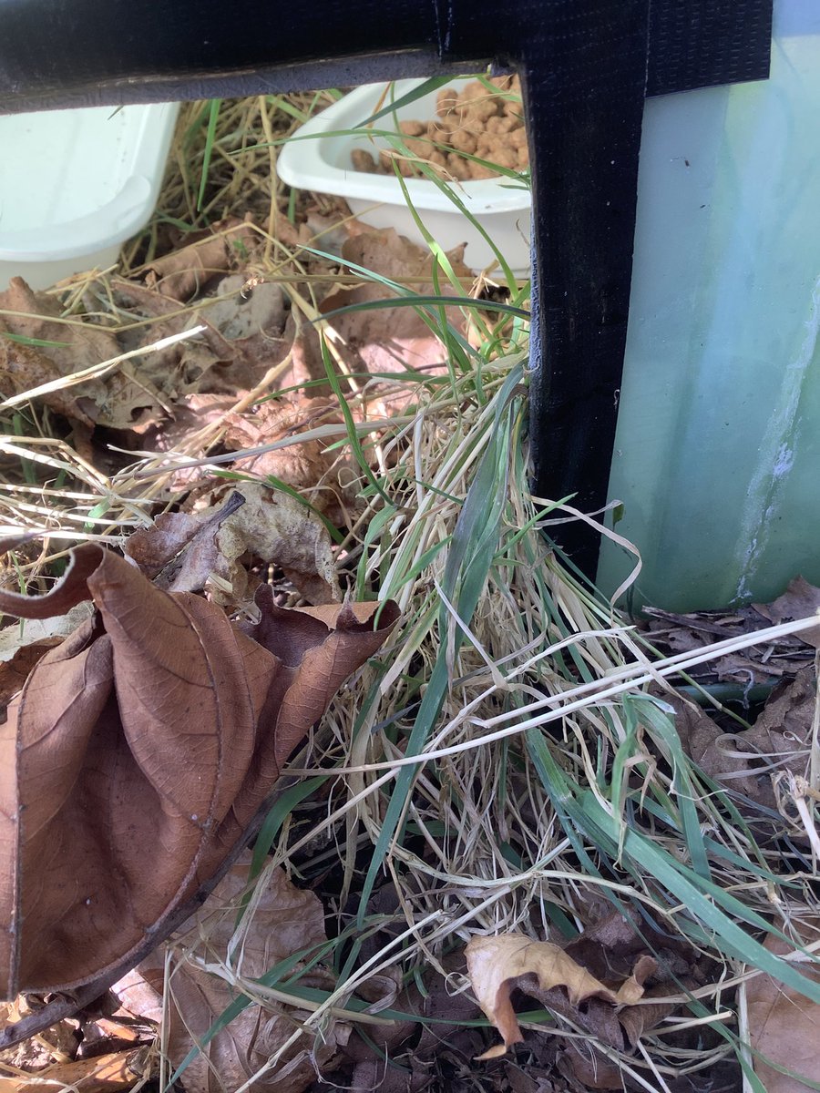 HarrysmuirPS's tweet photo. @MrsCarder_hps asked her P3 groups to make signs for the garden so everyone knows where the Hedgehog Haven 🦔 area is. This area will be allowed to grow wild and you can find the feeding station, minibeast houses &amp; hedgehog homes there. @HogFriendly @hedgehogsociety #HogFriendly https://t.co/kgeFXB2QDI