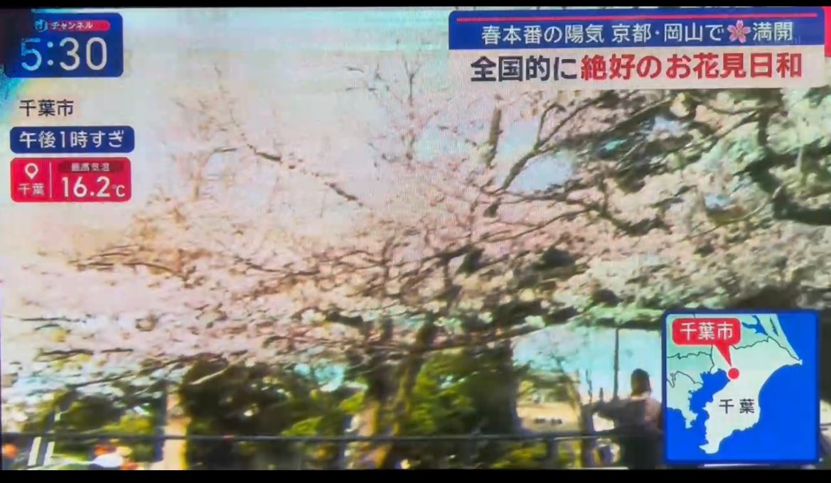 CHarmonyChiba's tweet photo. 昨日5日（土）もテレビ朝日のスーパーＪチャンネルでまもなく満開の千葉公園🌸が紹介されました。ボートを漕ぎながらのお花見ができる千葉公園ですが、残念ながら明日は月曜日なので、ボートは、お休みです。カフェは🌸休まず営業いたします。#千葉公園カフェハーモニー　#蓮華亭売店　#千葉の桜 https://t.co/FLvnNj9z0H