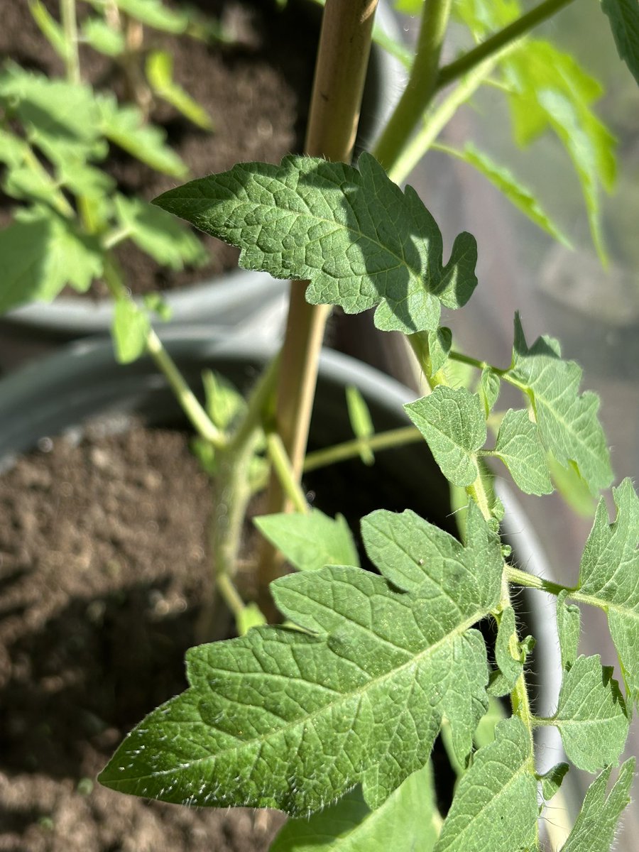 Happy sunny #sunday #biodynamic #tomatoplants bliss #GrowYourOwnFood #sundayvibes #SundayFunday #getgrowing