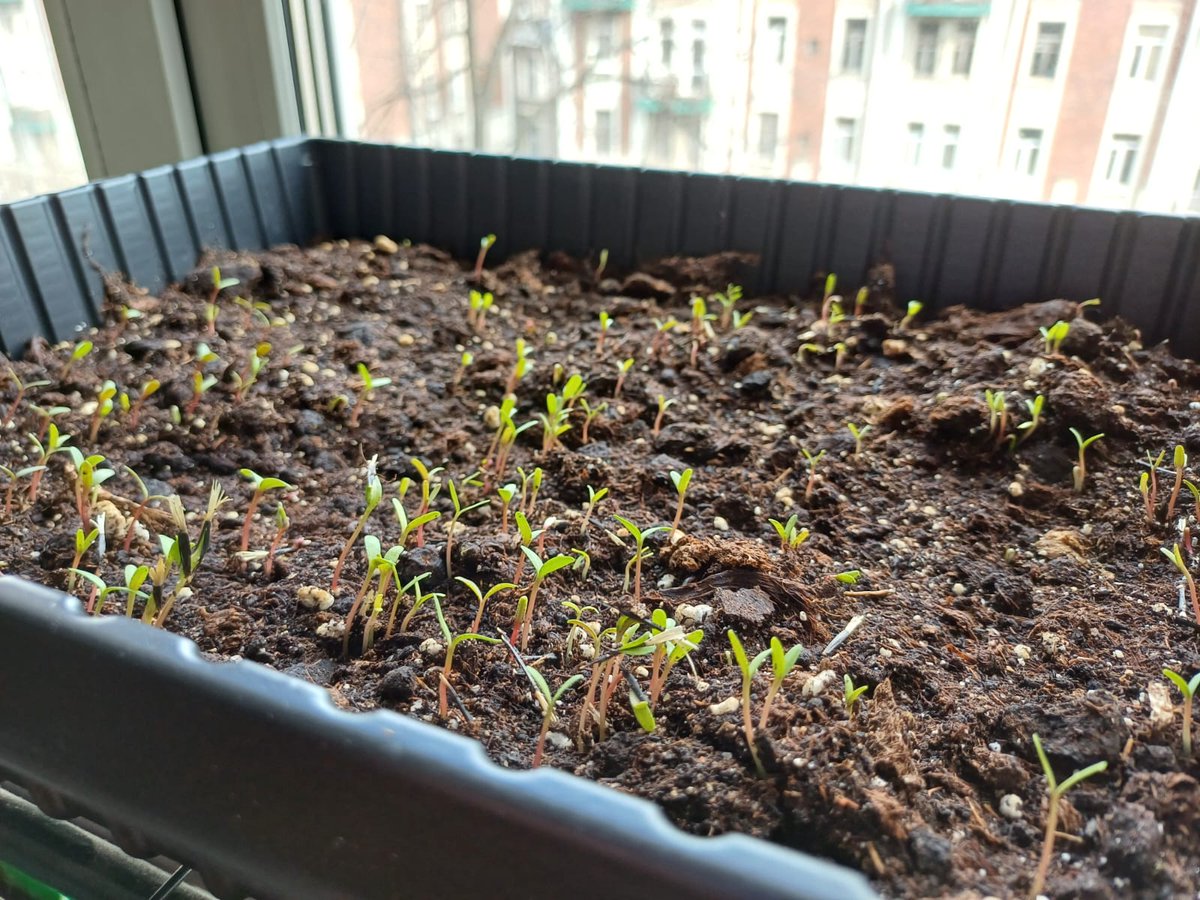 Да, скоро предстоит пикеровка!