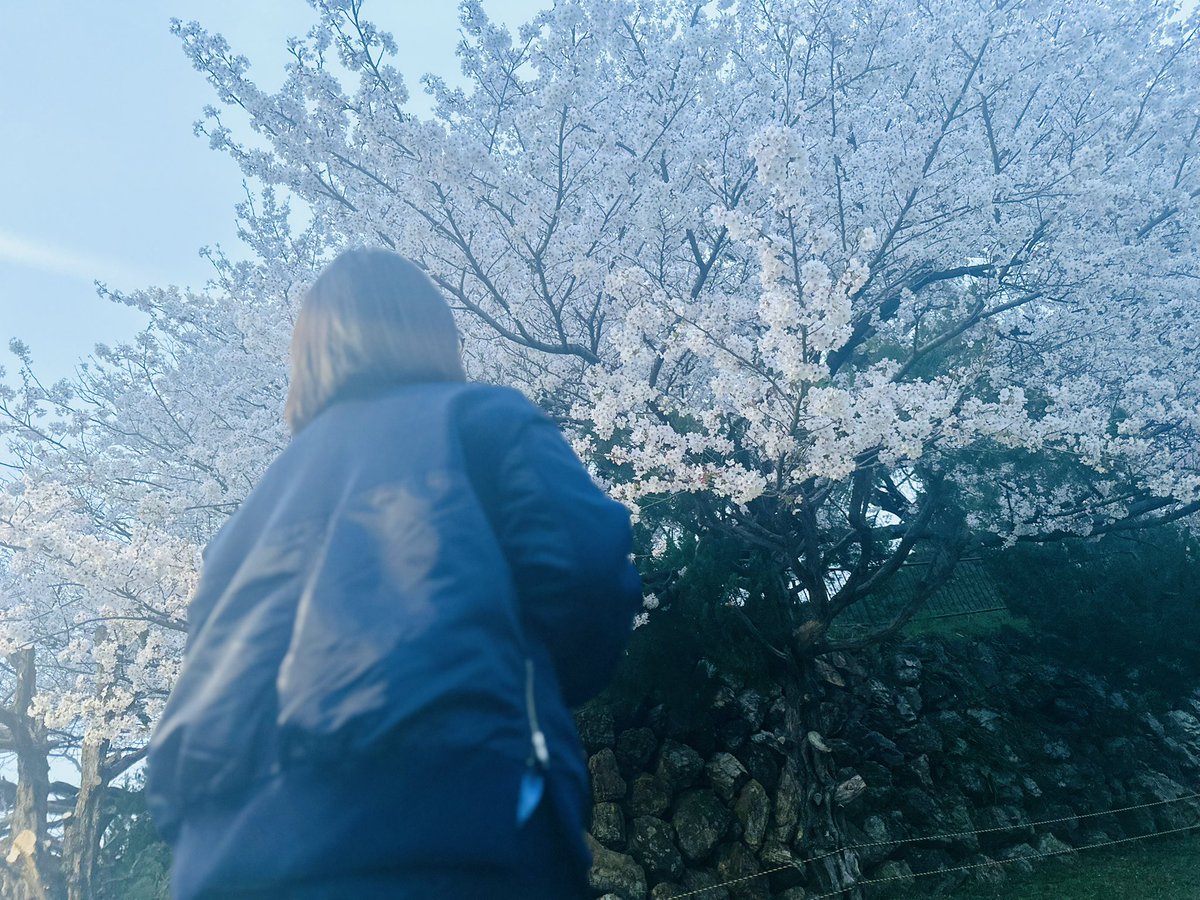 tenkun51's tweet photo. 今年の桜はこれで🌸

#桜
#花見 https://t.co/xYUKtSaukD
