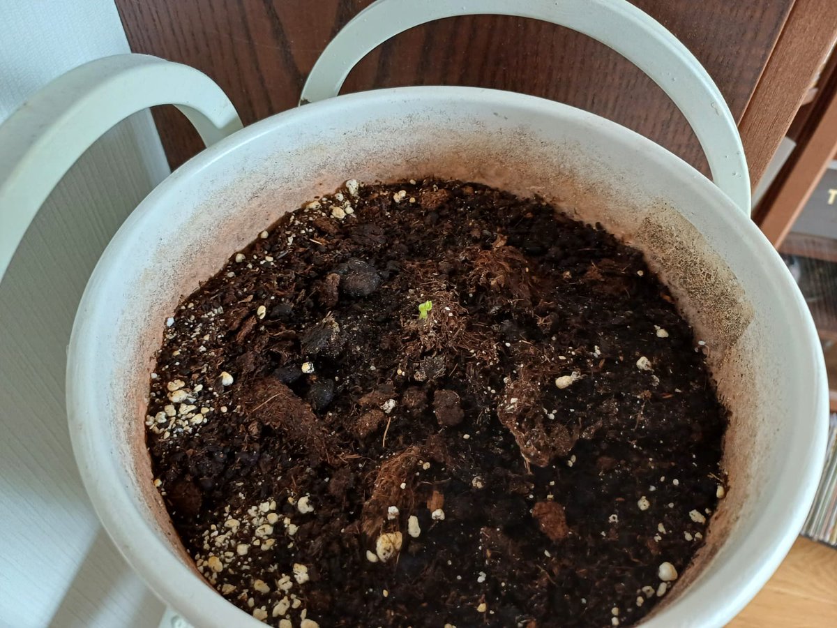 А вот проснулся ещё один эксперимент...