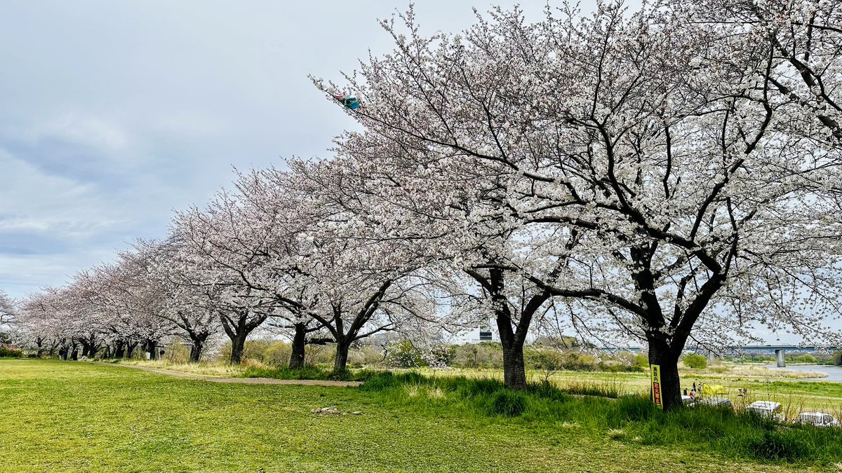 mika_m2's tweet photo. 相模川の桜並木🌸
用事のついでにちょっと寄ってみたらすっごくきれいでカンゲキ✨
またいつかゆっくり行きたいな～ https://t.co/xfyNvZNZA9