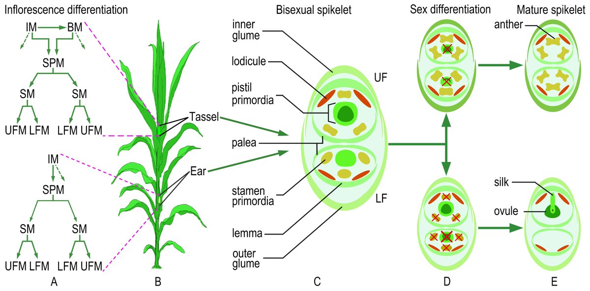 Genetic regulation of maize flower development and sex determination
Fig. 1 The flower structures and their development process in maize
researchgate.net/publication/30…
link.springer.com/article/10.100…