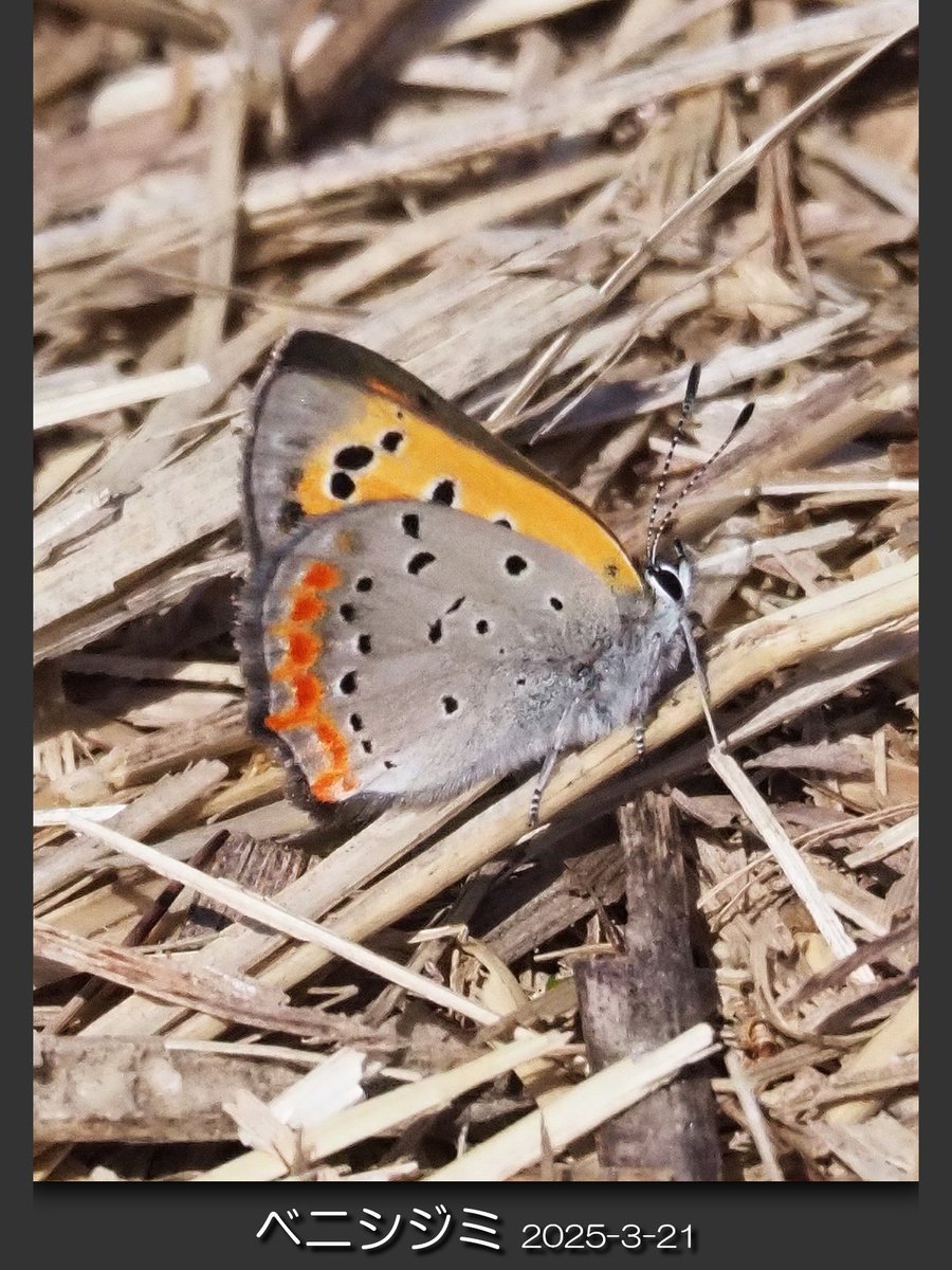 chawanmushi_64's tweet photo. 🌲#ベニシジミ
🌲#Lycaena #phlaeas
🌲2025/3/21 横浜市港北区
春一番に活動を開始するベニシジミは、幼虫越冬なので、現在活動中の個体は全て新成虫ですね。
#昆虫 #自然観察 https://t.co/5GgmJvBwVk