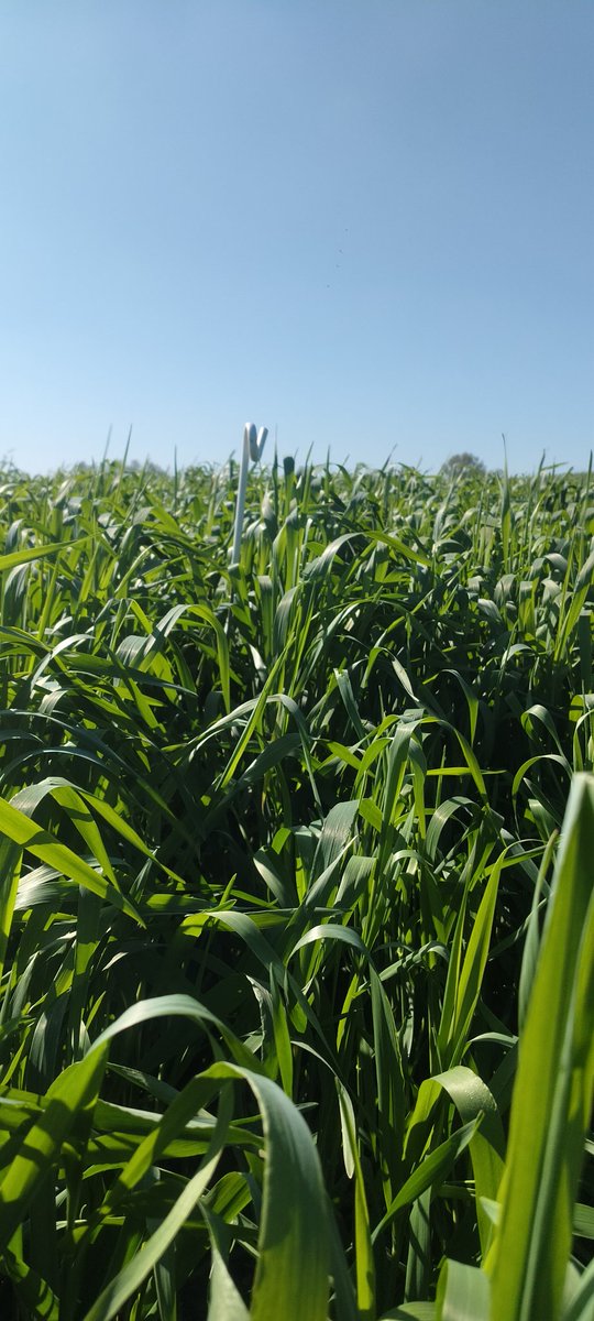 Seán Callan tweet media