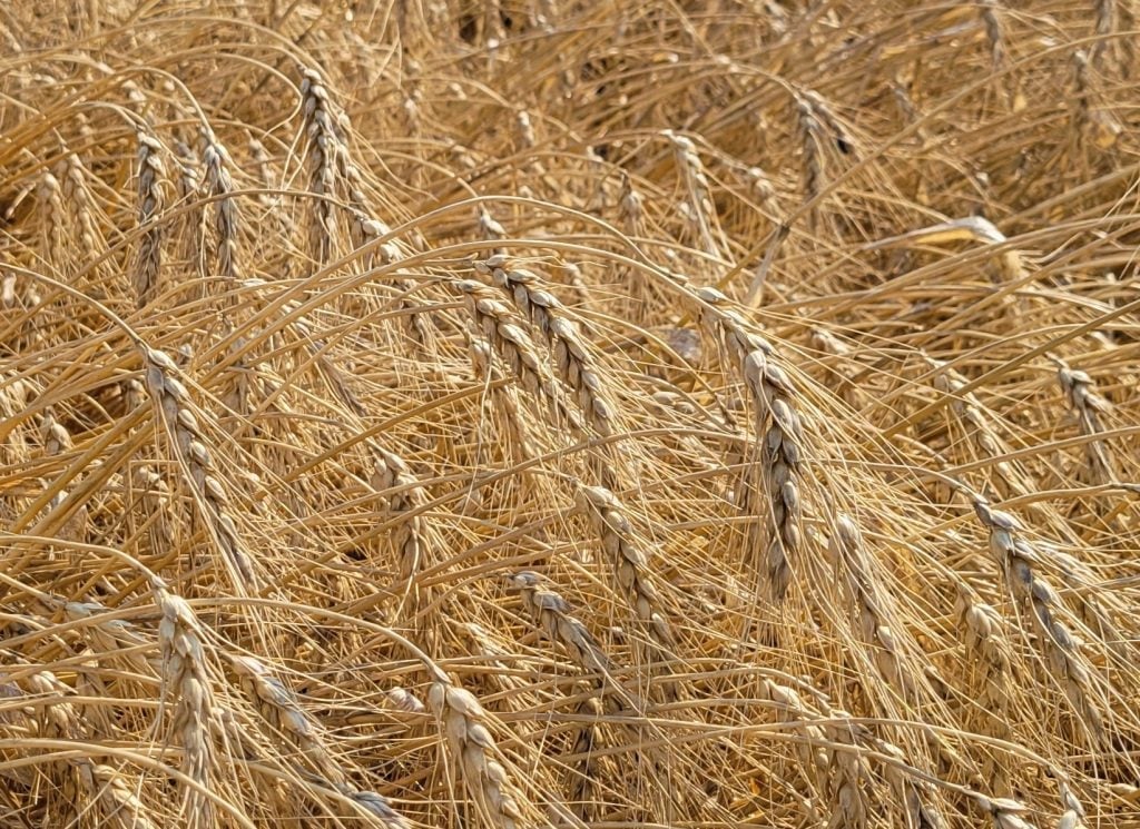 The solution to sustained cereal variety development may be more obvious than we think. 

Read OPINION COLUMN from <a href="/TheComino/">Lauren Comin🌾🏔️🏋🏼‍♀️🇨🇦</a> w/ <a href="/Seeds_Canada/">Seeds Canada</a> and @McCannTyler w/ <a href="/CdnAgriFood/">CAPI - ICPA</a>: ow.ly/e12s50VuTxE

#cdnag #ontag #westcdnag