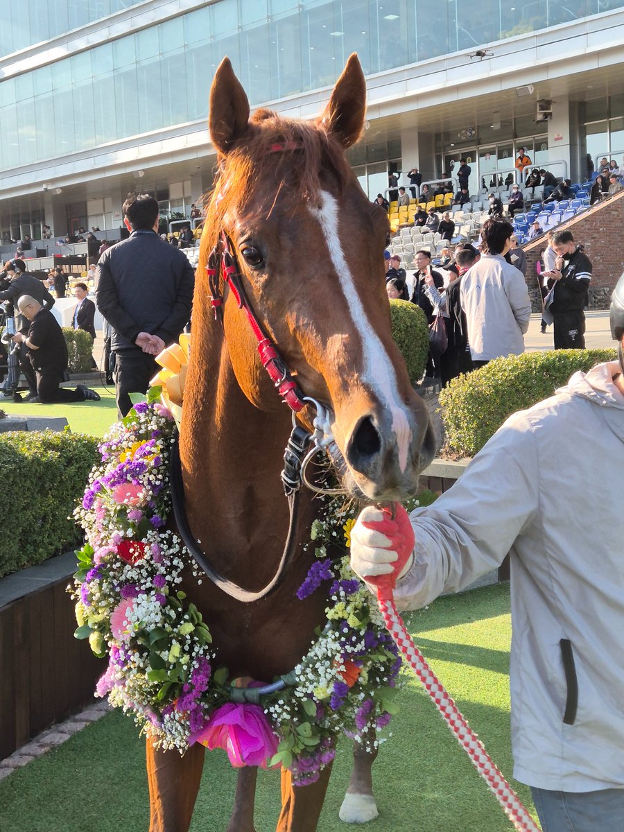 knI6ewje2Rl3RGw's tweet photo. KRA Cup Mile(1600m, G2) chpion, Oasis Blue (Sire : #Uncaptured)

#韓国競馬 #海外競馬 #오아시스블루 

@tooru_naka
@tetrarch1911
@KingHalosuki
@Hartley_026
@tafutafuke_ba
@OMNISLASH4749
@NanyoOborozuki
@Kaoru3052
@korearacing
@Soumamehaku
@DRFLivingston 
@Nicole__Meiner https://t.co/uJfwEX8F7Q