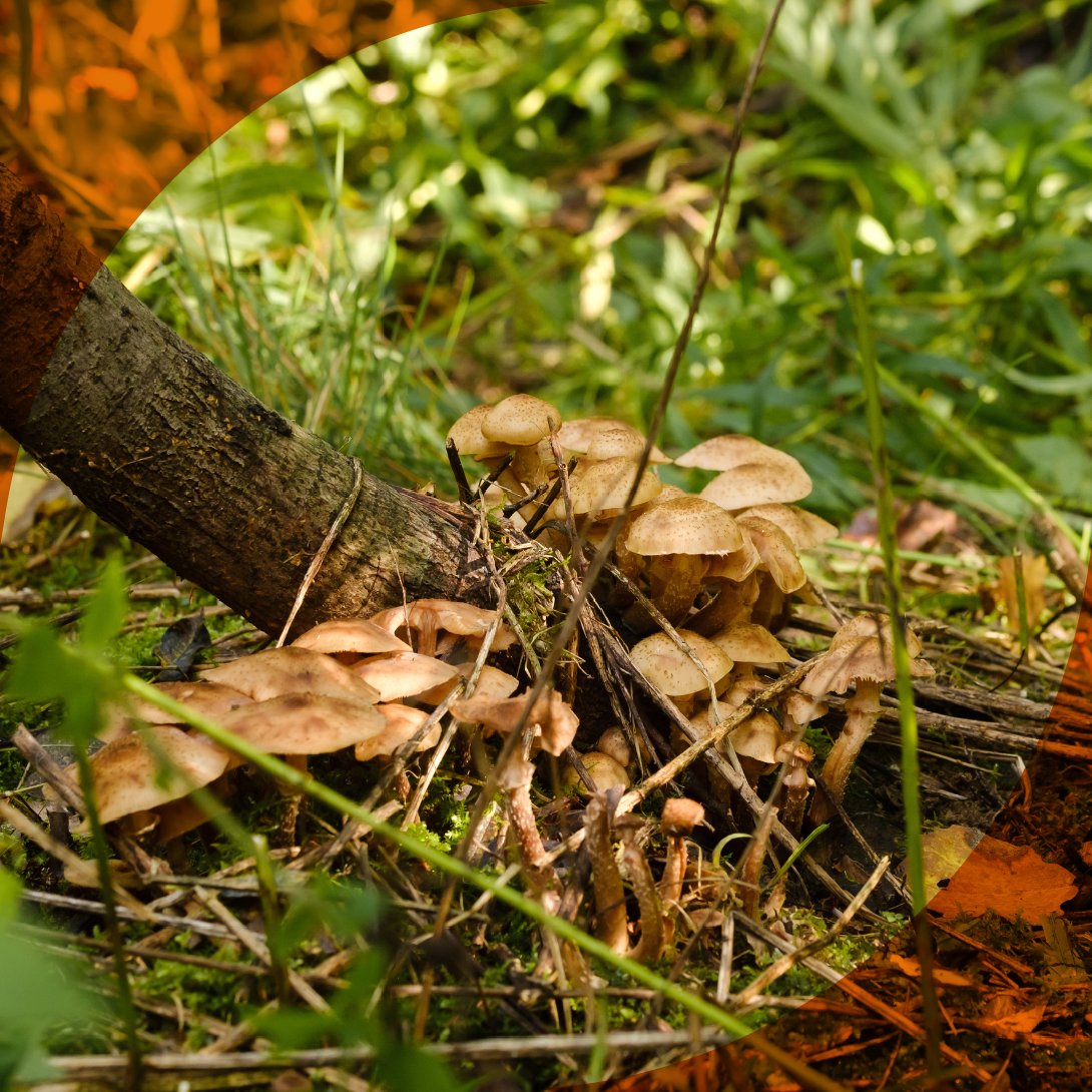 Cada primavera, los #hongos son clave para el renacer de los #bosques: 🍄‍🟫🌲

🔹Nutren y fortalecen el #suelo, descomponiendo materia orgánica y previniendo la erosión.
🔹Revitalizan la vida #microbiana y las plantas.

 ✨ ¿Te animas a descubrir más? 👉 mycotour.es