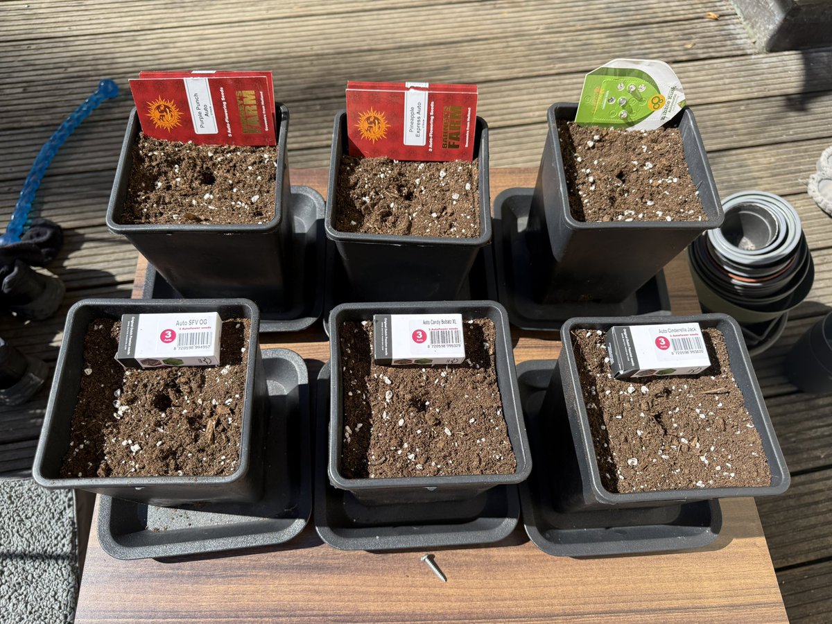 The first outdoor auto run of the season has been prepped! These babes will be inside for the next 3 ish weeks and then heading outdoors for the rest of the run. Going for 3-4 auto runs outdoors this season!

Purple punch auto - <a href="/BarneysAms/">Barney's Farm</a> 
Pineapple Express auto - <a href="/BarneysAms/">Barney's Farm</a>