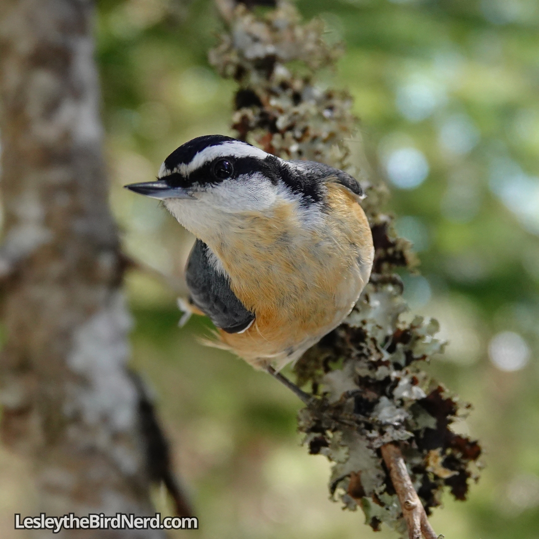 Pumpkin striking a nuthatch pose for the camera and then looking at me like, "ok, I did my part now where's my peanuts?"😅🐦