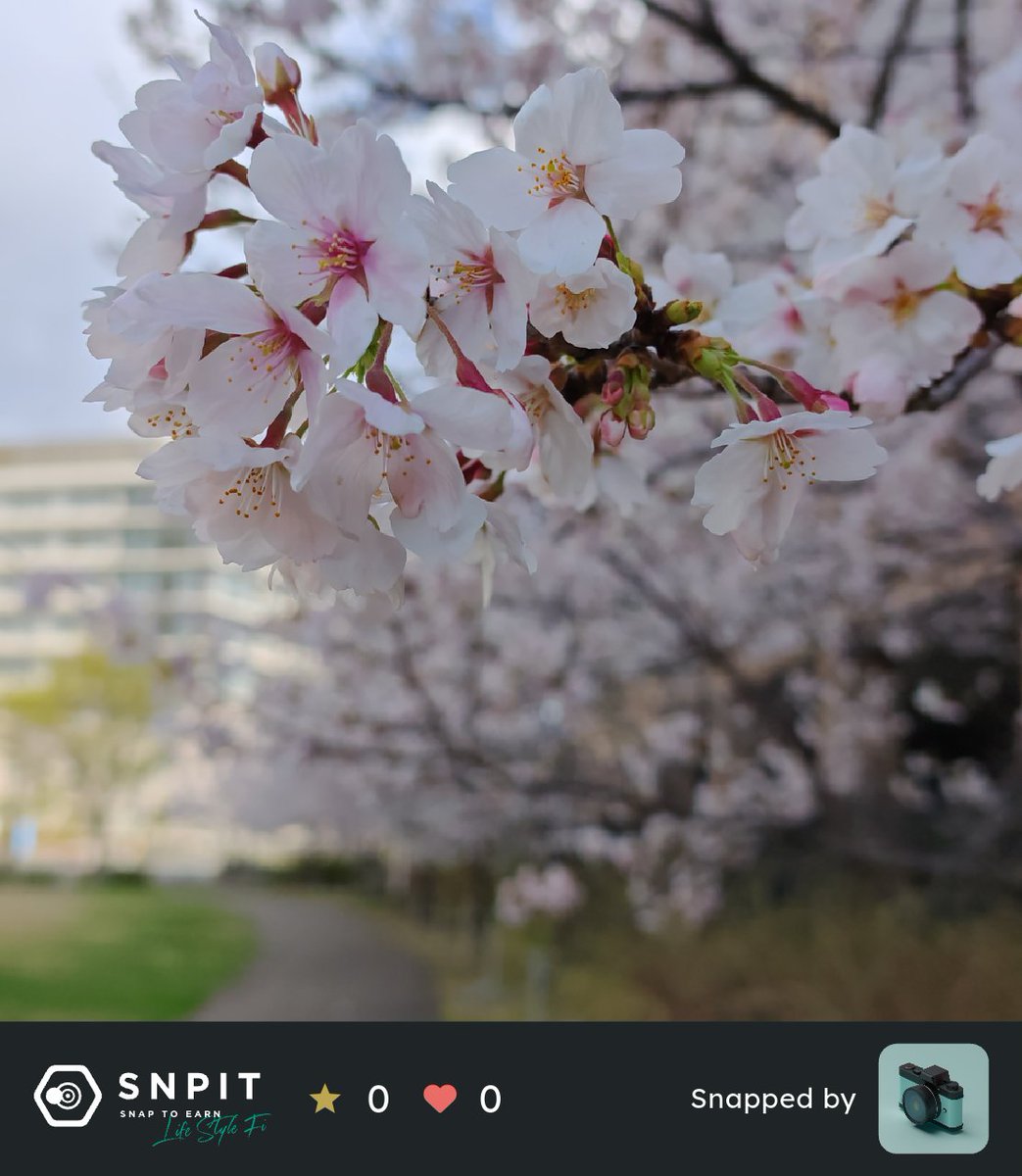 #SNPIT 📸
#SNPIT春 🌸
桜の写真って難しい⋯
勝ち進める気がしないです🥹

x.com/SNPIT_BCG/stat…