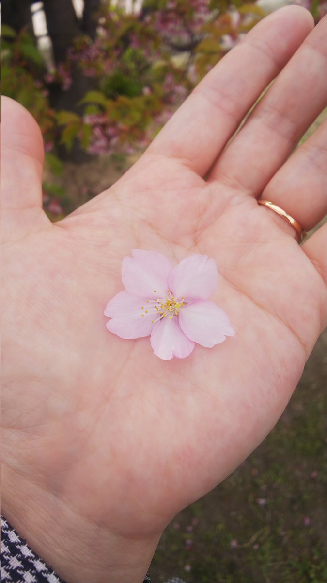 sui_little's tweet photo. 昨日は彼氏さんと
お散歩！

新しい葉っぱと桜まざってた❗️

新しく和菓子屋さんの
「たねや」の店舗ができてた❗️
人めちゃ、多かったよ💦

#滋賀県
#LAGO
#たねや
#桜 https://t.co/alerhoAKli