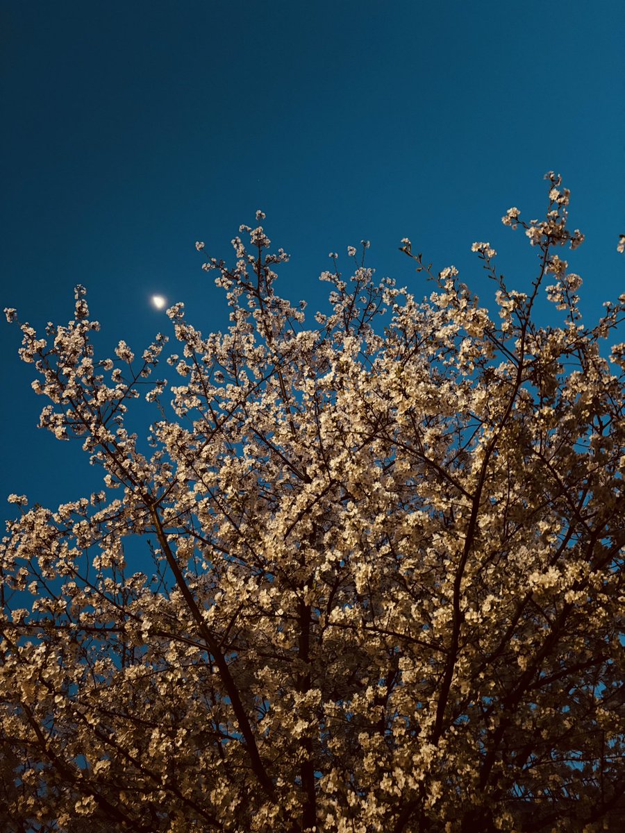 お花見は行けずただの帰り道の桜だけど、夜桜も結構好き🌸🌙
